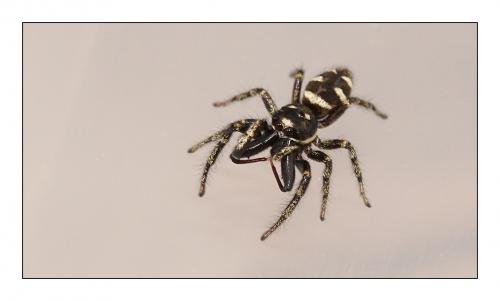 Salticus scenicus